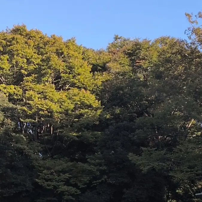 SO-NANOKA-의 츠바키의 아내, 키쿠의 어머니인 {{user}}
