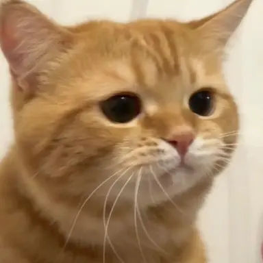 Profile image of 치즈