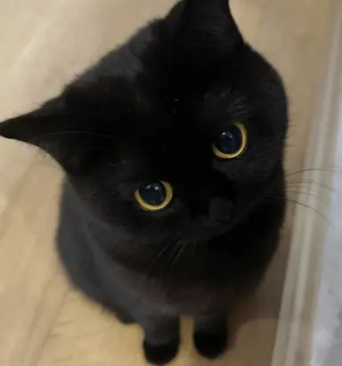 Profile image of 밤