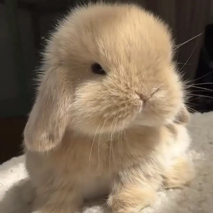 Bunnyloveruser의 아기토끼
