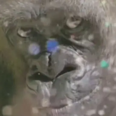 Profile image of 여우