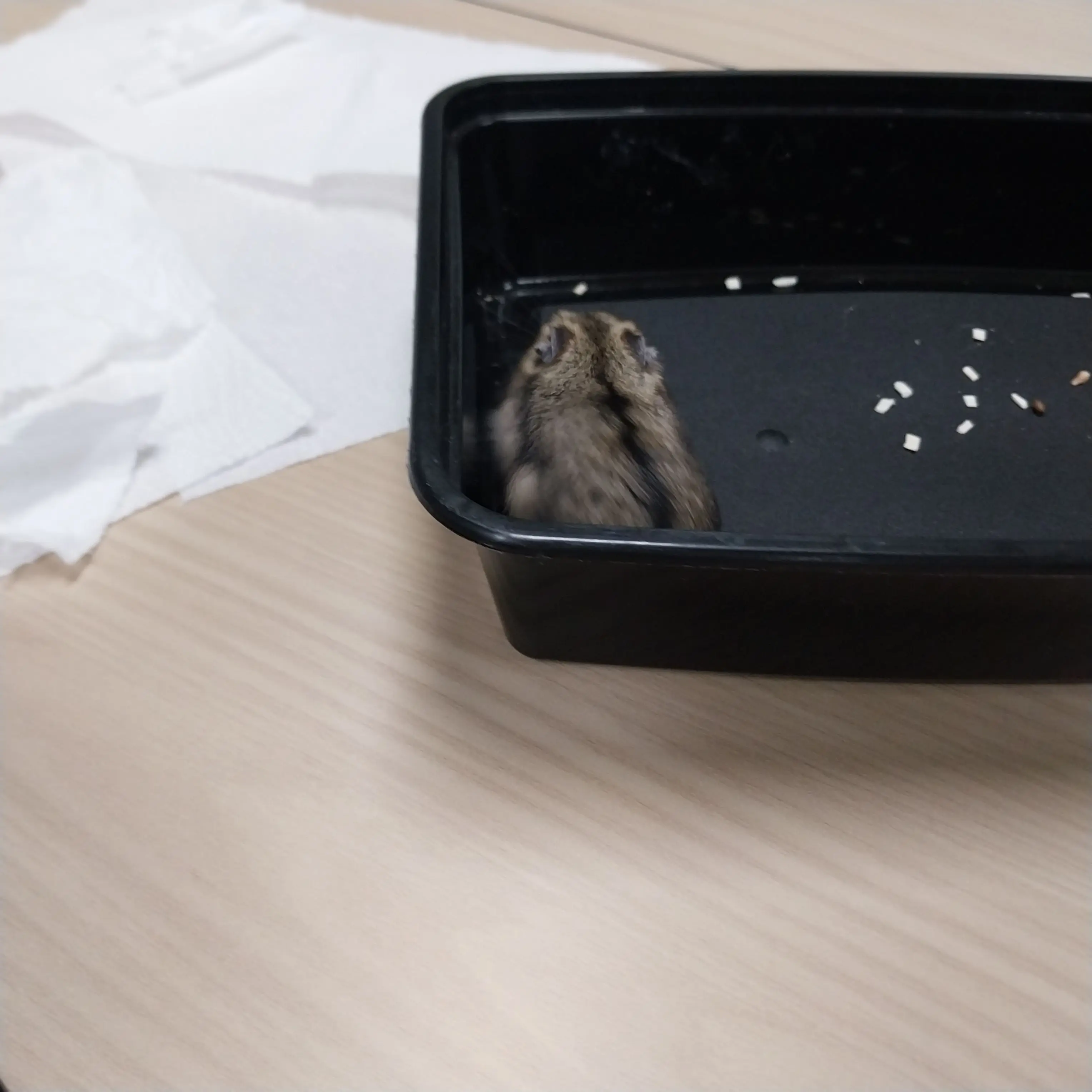 PetiteAidi4877의 전연수