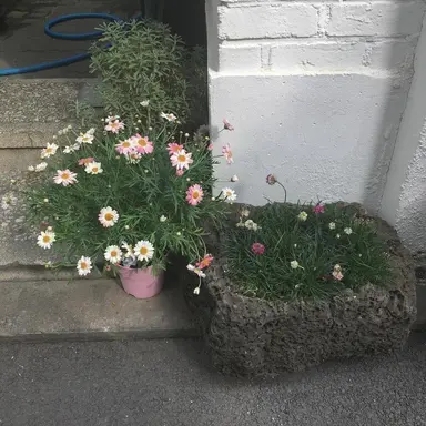 Profile image of 김민정