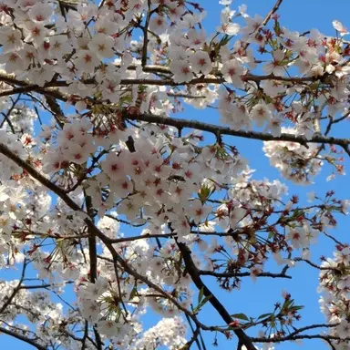 Profile image of 菊