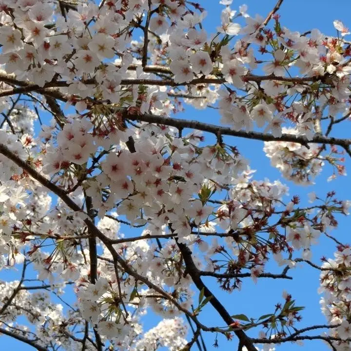 baremasennyouni의 私は貴方に叶わぬ恋をした。