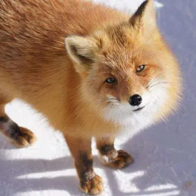 Profile image of 아마기 루이