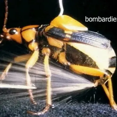 Profile image of 방귀벌레