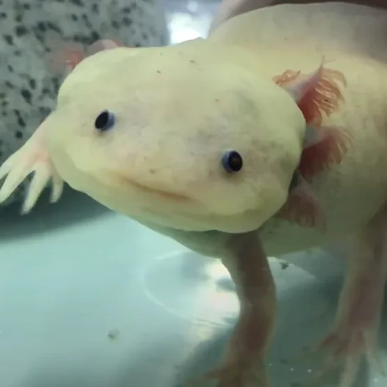 루시 스틱