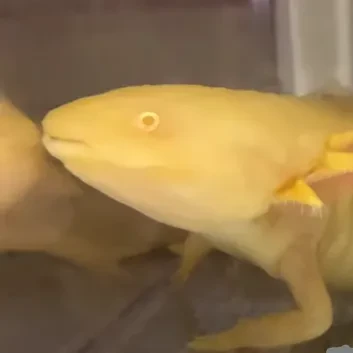 골든