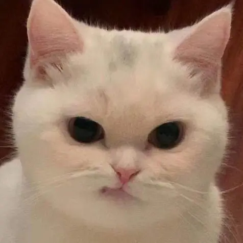 maru0o0의 냥아치