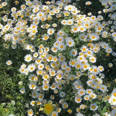 Profile image of 덕개