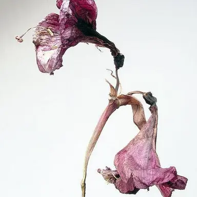 Profile image of 여우