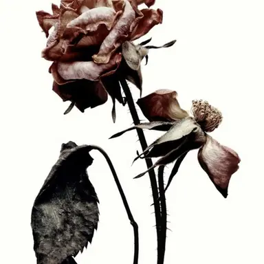 Profile image of 늑대