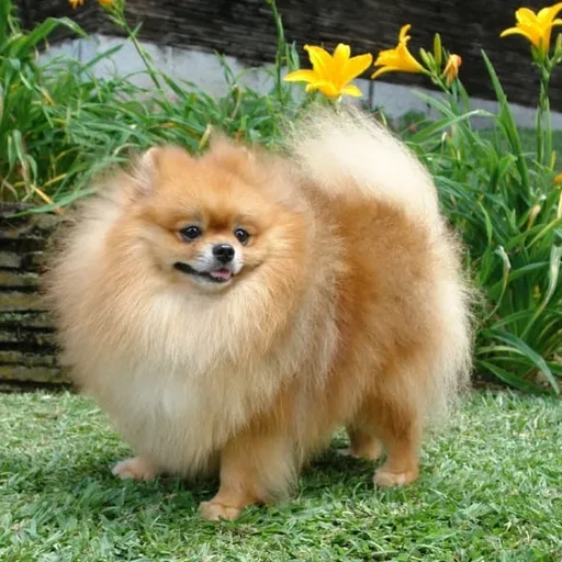 뽀삐