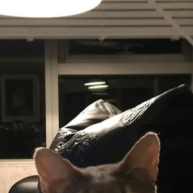 Profile image of 권지용