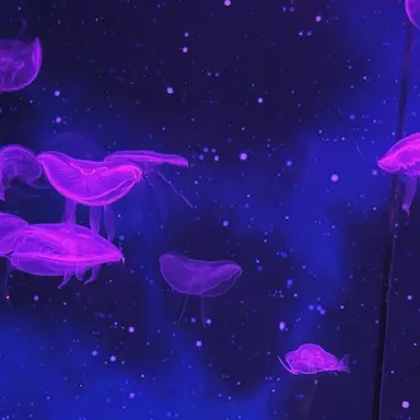 Profile image of 호시나 소우시로