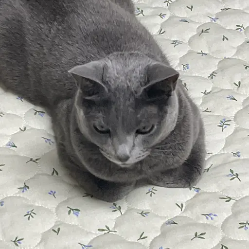 TrendyDeath8840의 사춘기 고양이