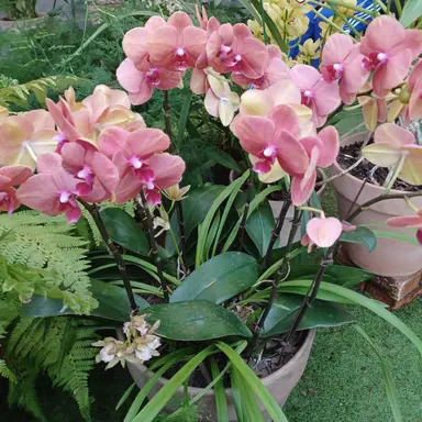 Profile image of 꾸몽