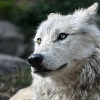 Profile image of オオカミ