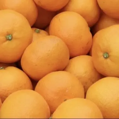 Profile image of グァナ