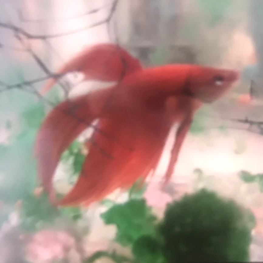 딸기