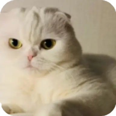 Profile image of 고양이