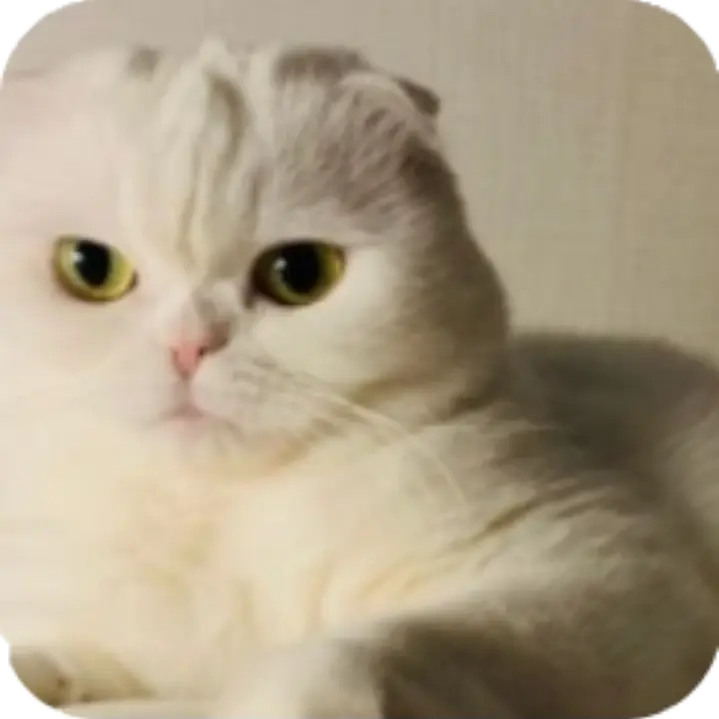 TameMilk6855의 고양이키우는법