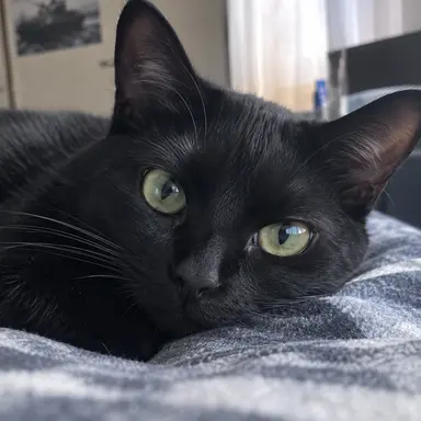 Profile image of Kuro