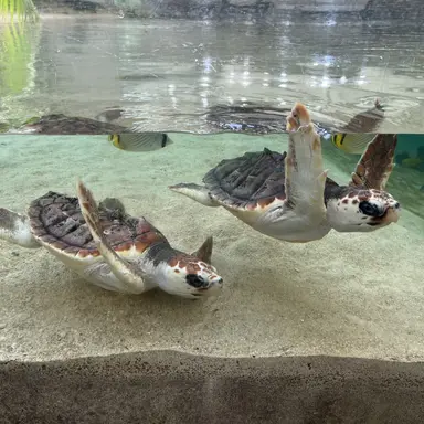 Profile image of ハンビン