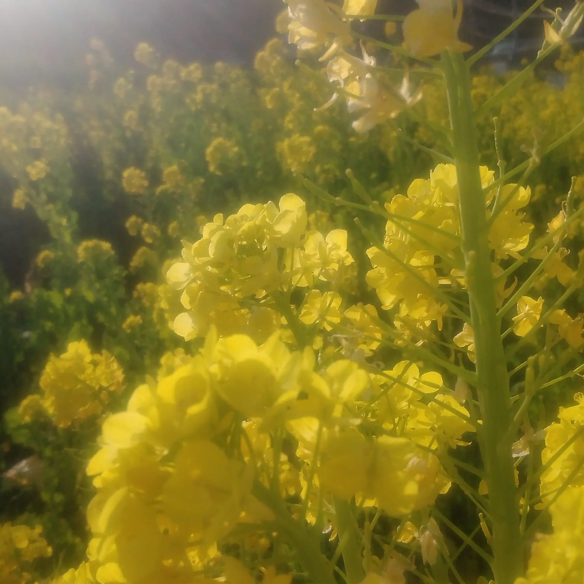 FloralBar6478의 友達2