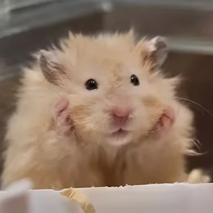 햄찌