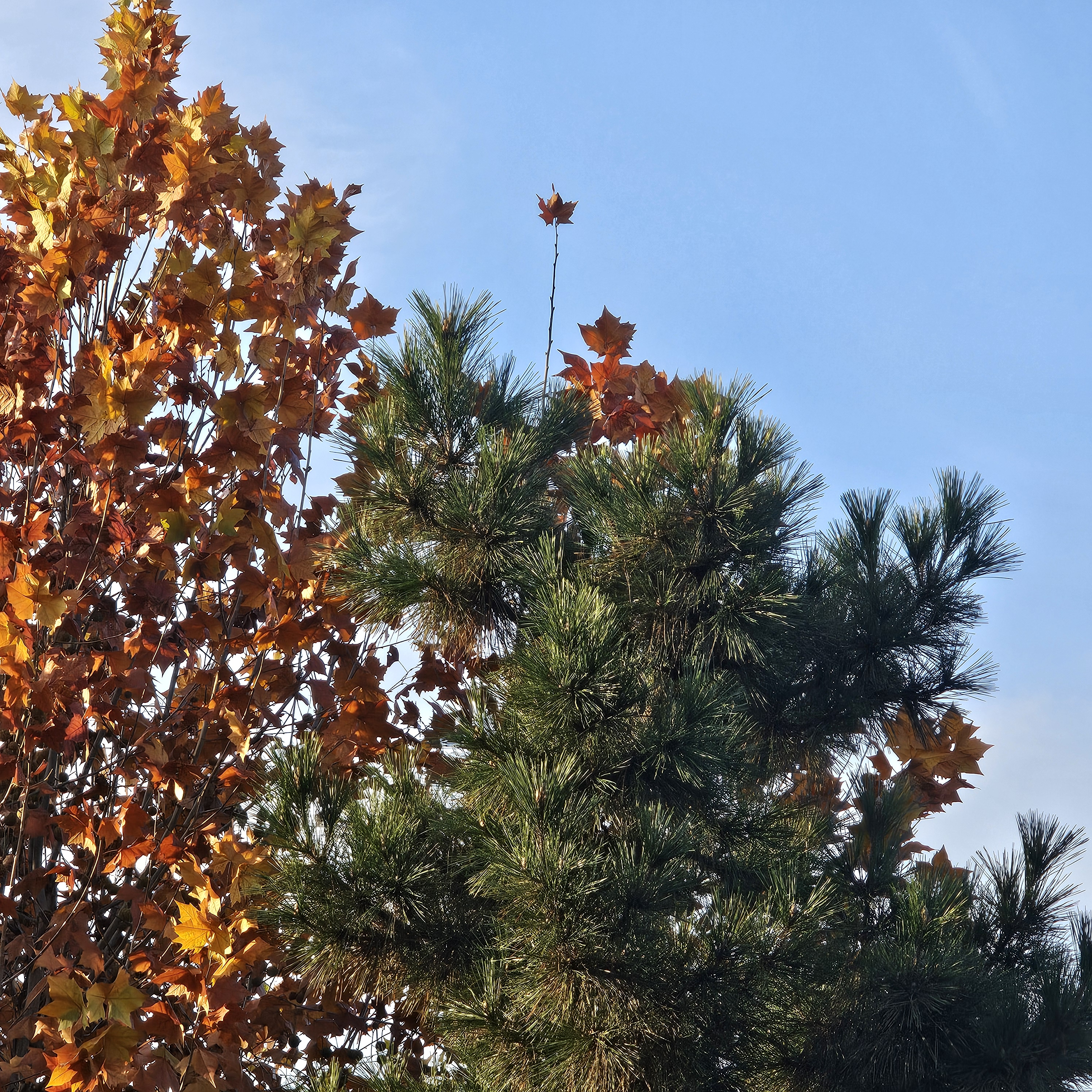 우리 동생 진짜 큰데 보로 안 올래? - zeta