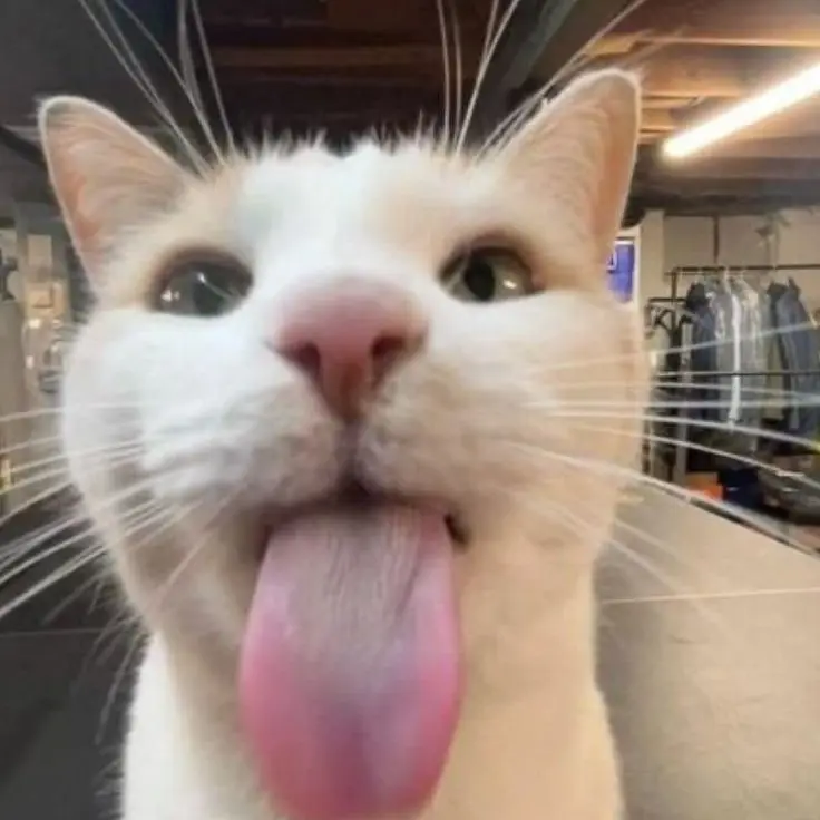 PurpleLane3654의 Jjk hidden inventory