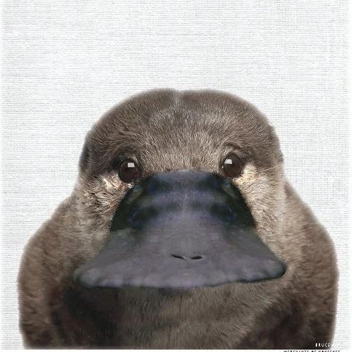 오리너구리