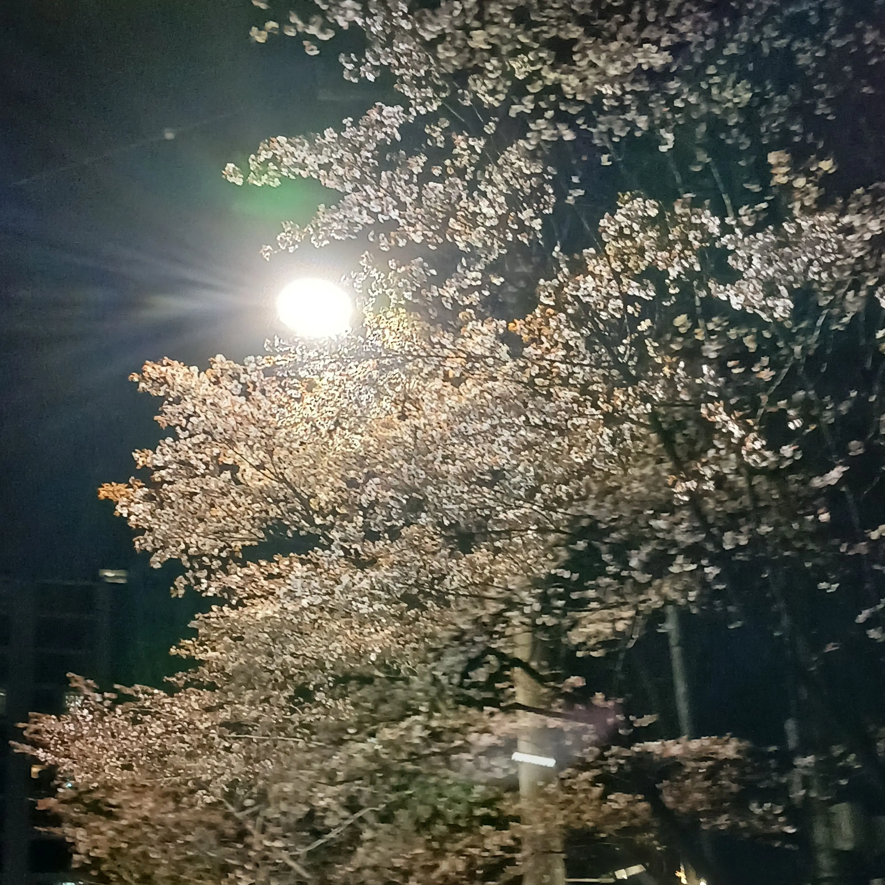 GrossIce2411의 내맘대로 하는 세상 이야기