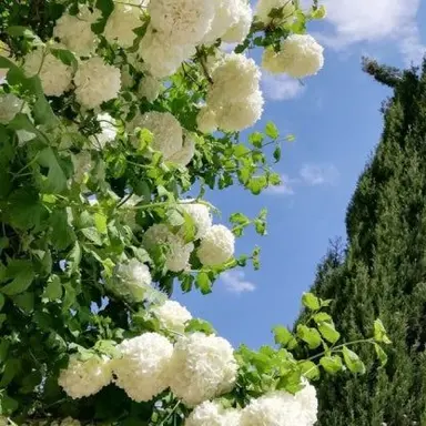 Profile image of 정형준