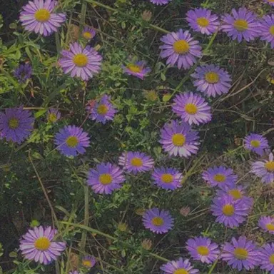 Profile image of 황수현