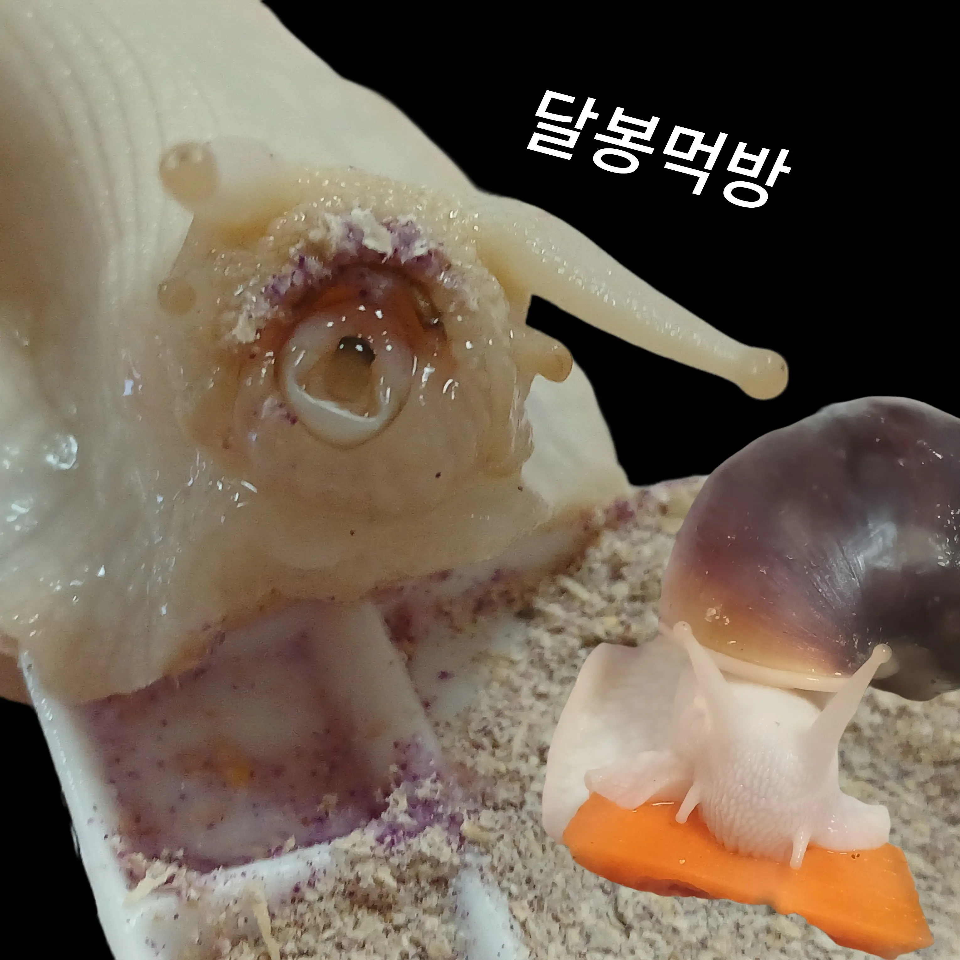 SnugAnt6446의 달봉
