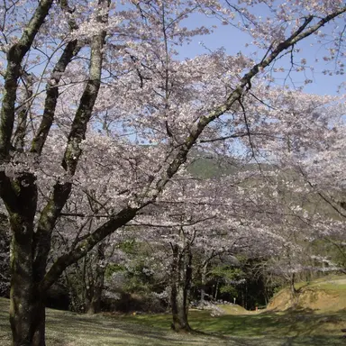 Profile image of キャラクター