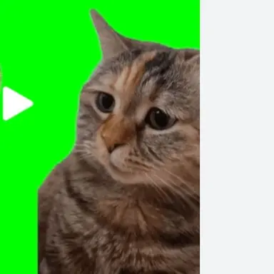 Profile image of 説教される猫