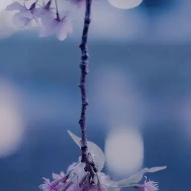 Profile image of 佐藤勝利