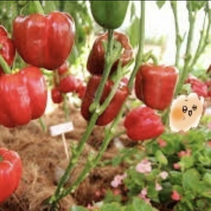 파푸