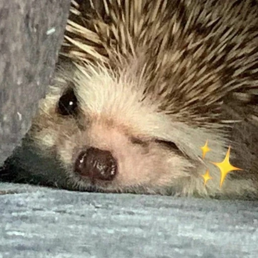도치✨