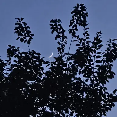 Profile image of 릴리븐