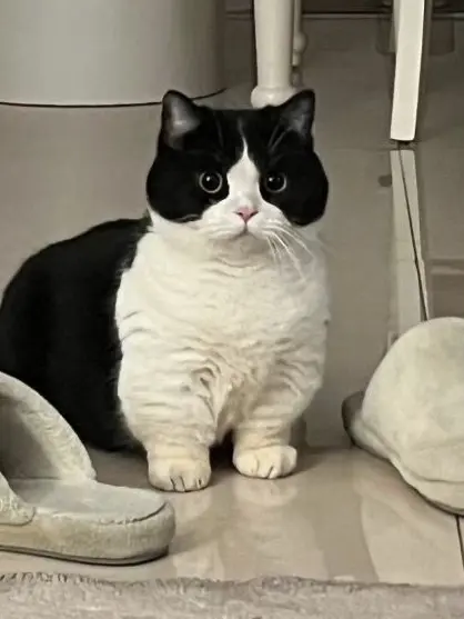 Seung_gwan의 《오늘 밤만큼은 고양이》