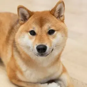 Profile image of ぴょんちぃ