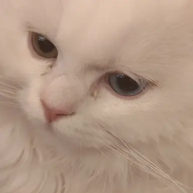 Profile image of ギャングたち