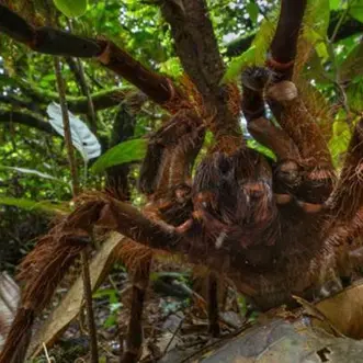 Profile image of 거미 독가스