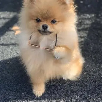 FickleOven1619의 강아지 치즈