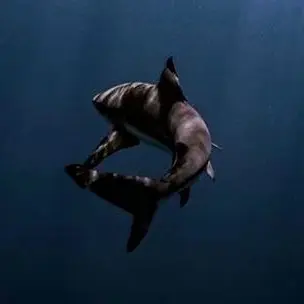 Profile image of Sharksnout
